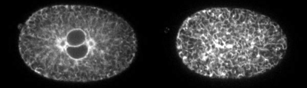 C elegans embryo during first division expressing ER marker fused to GFP