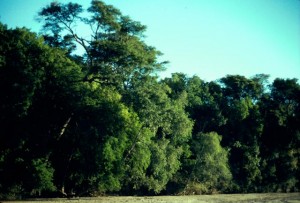 Riverine forest at Bezà Mahafaly