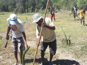 Community restoration: planting of Alluaudia