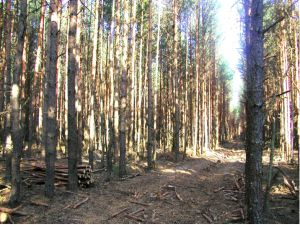 Highly flammable, overly crowded pine forests on sandy soils in the Chernobyl Exclusion Zone