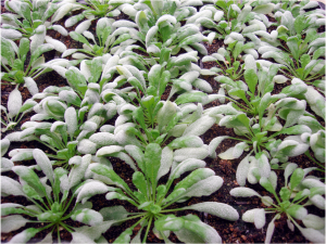 Arabidopsis thaliana infected with Golovinomyces orontii (powdery mildew)