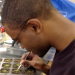 Jarred Phillips (Davenport 2014) is transplanting seedlings from MS agar plates to soil