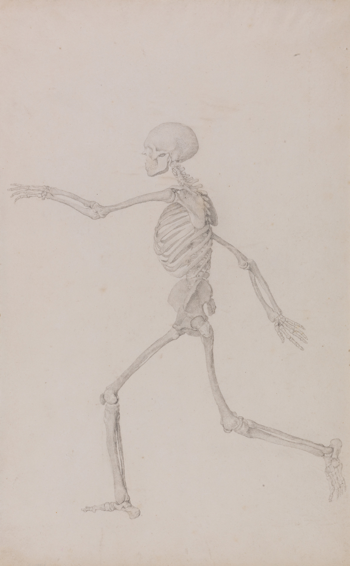 George Stubbs. Human Skeleton, Lateral View Seen From the Left, Running (Finished Study for Table III). 