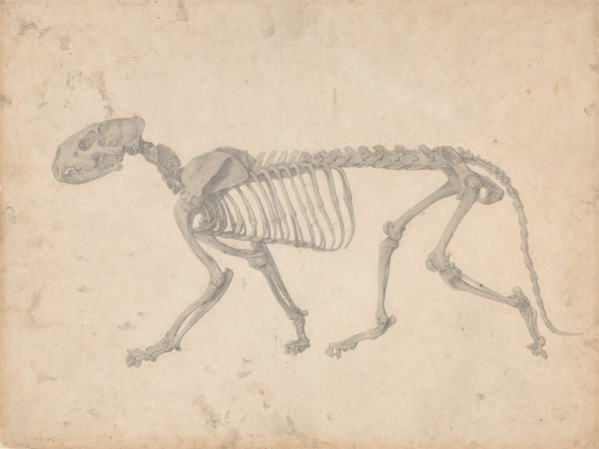 George Stubbs. Tiger Skeleton, Lateral View (Finished Study for Table IV).