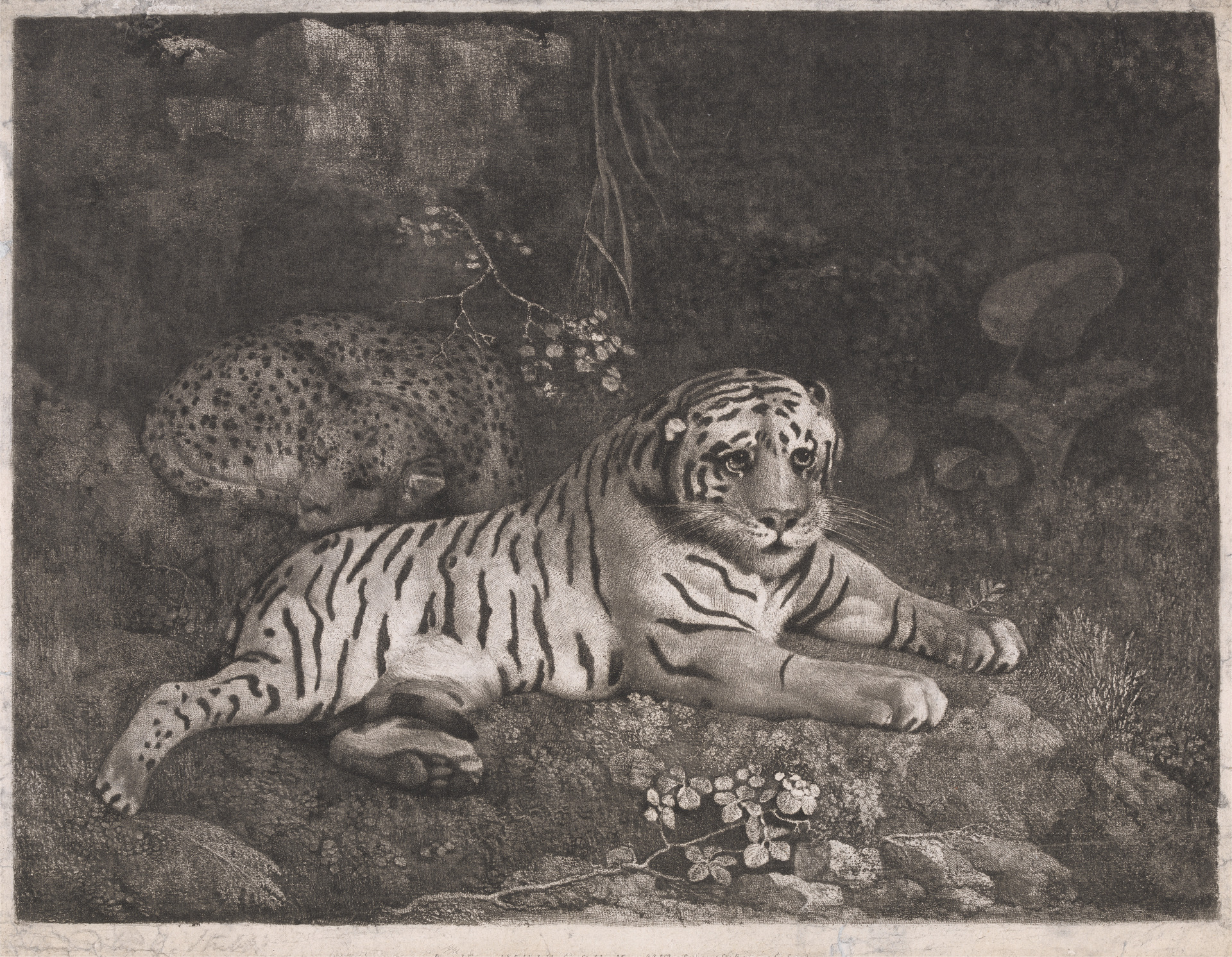 Print made by George Stubbs. A Tiger and a Sleeping Leopard. 1788. 