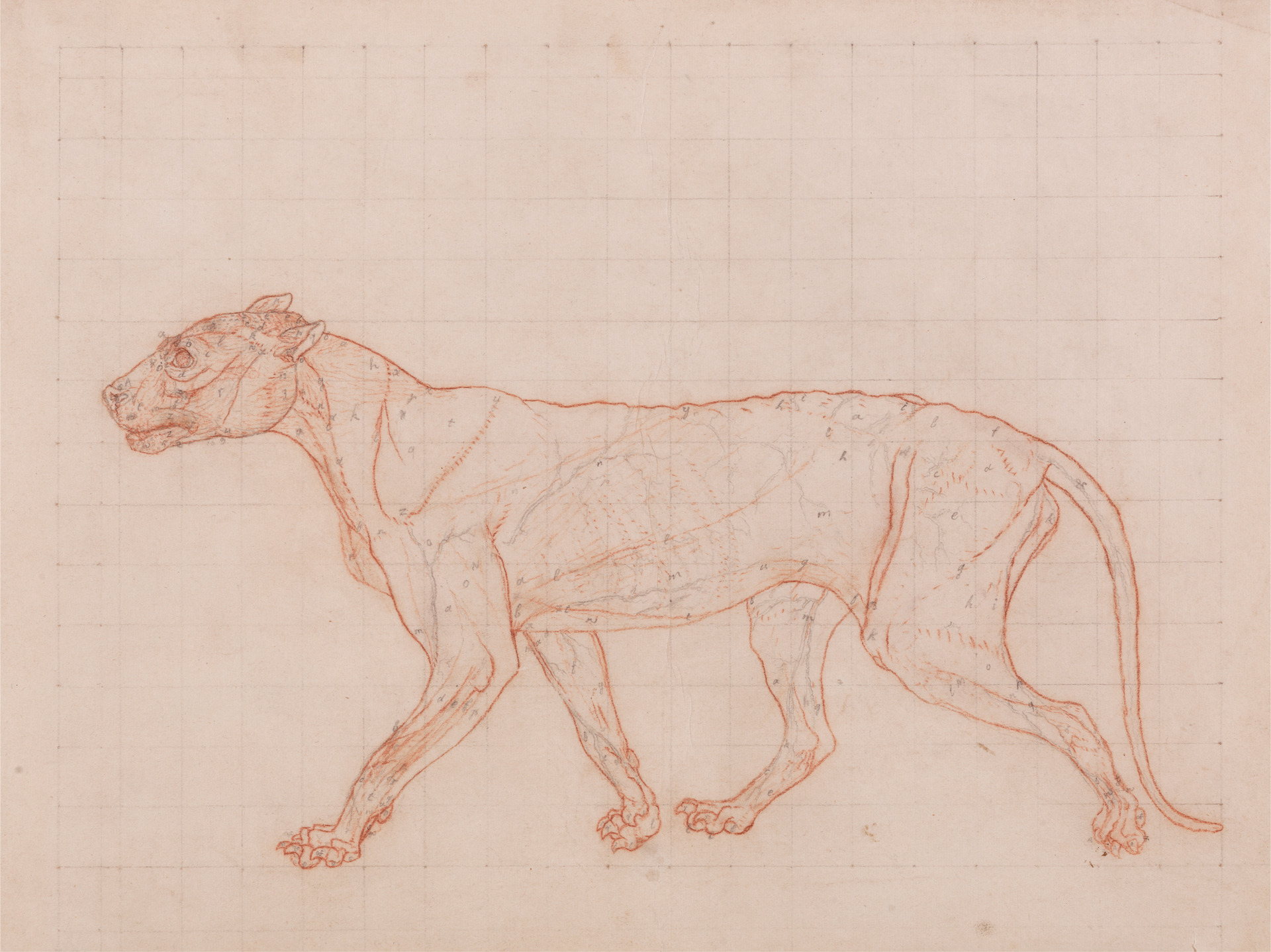 George Stubbs. Tiger Body, Lateral View. 