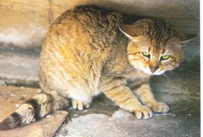 Cretan wildcats live on the island of Crete.