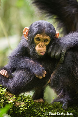Chimpanzee Pan troglodytes 6 month old infant  Tropical forest, Western Uganda