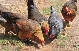 Four chickens standing in a line and pecking at the ground.