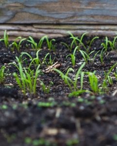 A close up on a raised bed with sprouting green seedlings.