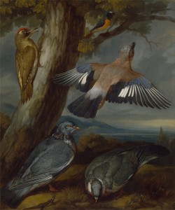 Jay, Green Woodpecker, Pigeons and Redstart